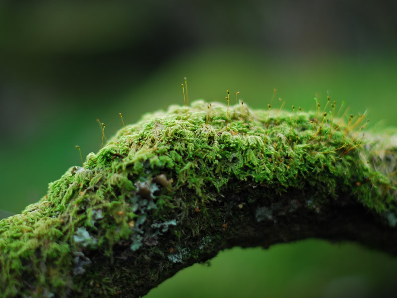 苔