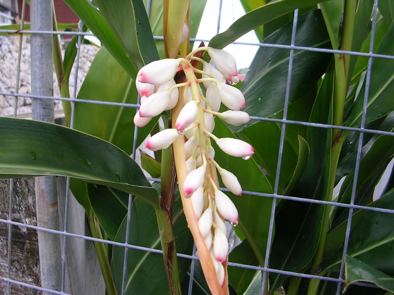 月桃（沖縄方言 サンニン）